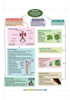CBSE Class 10 Science Map Chat mind map page on Excretion covering Excretion in Human Beings, urinary system diagram, urine formation in nephron, and Excretion in Plants with waste products