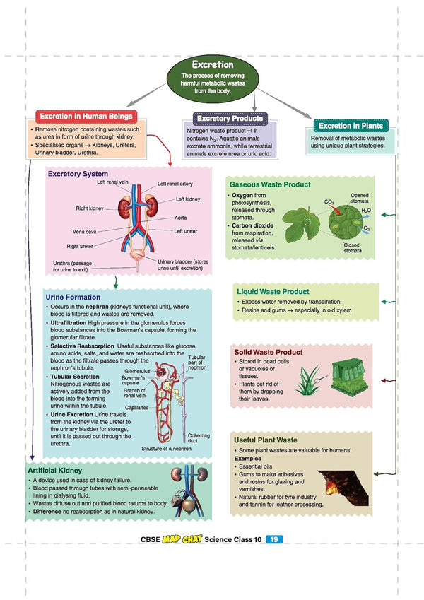 CBSE Class 10 Science Map Chat mind map page on Excretion covering Excretion in Human Beings, urinary system diagram, urine formation in nephron, and Excretion in Plants with waste products